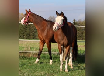 American Quarter Horse, Mare, 3 years, Brown