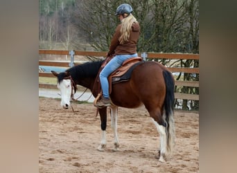 American Quarter Horse, Mare, 3 years, Brown