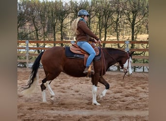 American Quarter Horse, Mare, 3 years, Brown