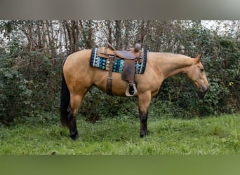 American Quarter Horse, Mare, 3 years, Buckskin