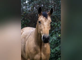 American Quarter Horse, Mare, 3 years, Buckskin