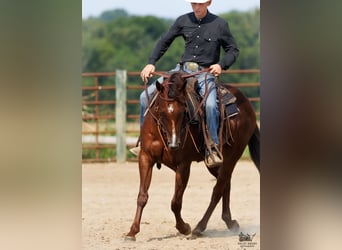 American Quarter Horse, Mare, 3 years, Chestnut