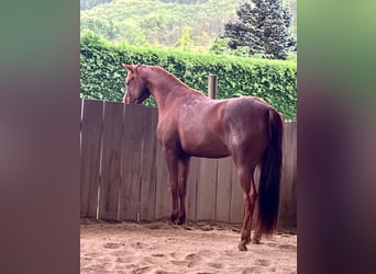 American Quarter Horse, Mare, 3 years, Chestnut-Red