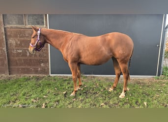 American Quarter Horse, Mare, 3 years, Chestnut-Red