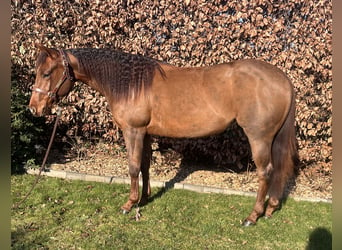 American Quarter Horse, Mare, 3 years, Chestnut