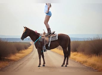 American Quarter Horse, Mare, 3 years, Chestnut