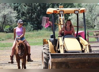 American Quarter Horse, Mare, 3 years, Chestnut