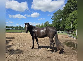 American Quarter Horse, Mare, 3 years