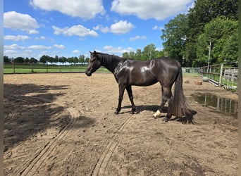 American Quarter Horse, Mare, 3 years