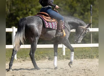 American Quarter Horse, Mare, 3 years, Gray