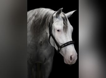 American Quarter Horse, Mare, 3 years, Overo-all-colors