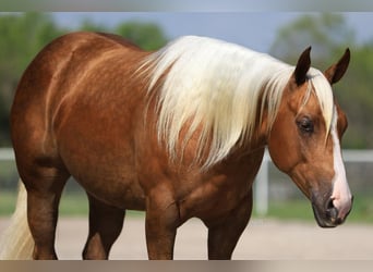 American Quarter Horse, Mare, 3 years, Palomino