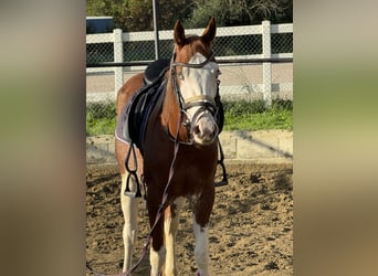 American Quarter Horse, Mare, 3 years, Pinto