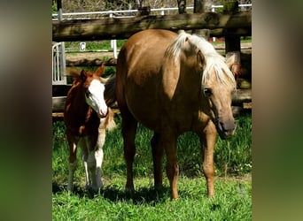 American Quarter Horse, Mare, 3 years, Pinto