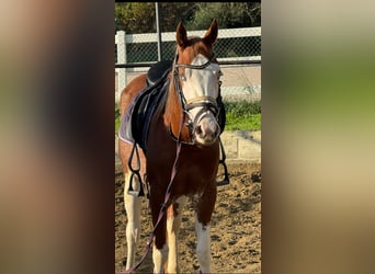 American Quarter Horse, Mare, 3 years, Pinto