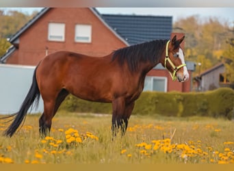 American Quarter Horse, Mare, 3 years