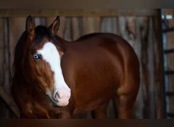 American Quarter Horse, Mare, 3 years