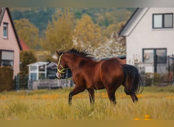 American Quarter Horse, Mare, 3 years