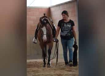 American Quarter Horse, Mare, 3 years