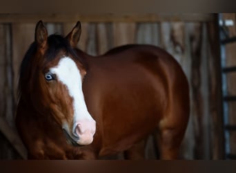 American Quarter Horse, Mare, 3 years