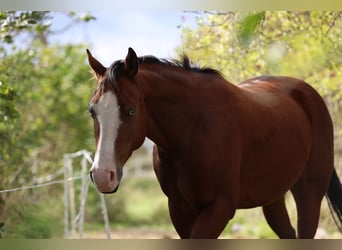 American Quarter Horse, Mare, 3 years