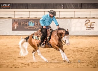 American Quarter Horse, Mare, 3 years