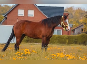 American Quarter Horse, Mare, 3 years