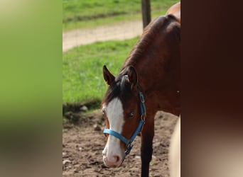 American Quarter Horse, Mare, 3 years