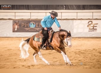 American Quarter Horse, Mare, 3 years