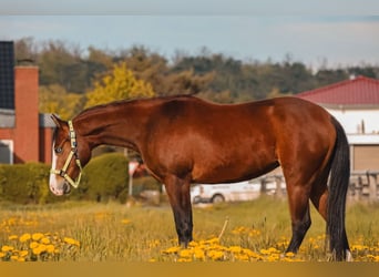 American Quarter Horse, Mare, 3 years