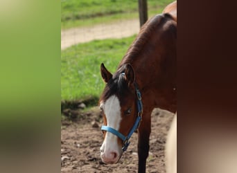 American Quarter Horse, Mare, 3 years