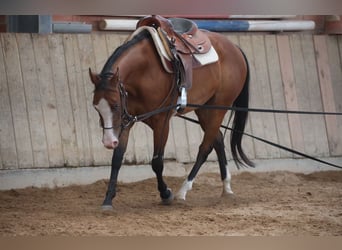 American Quarter Horse, Mare, 3 years