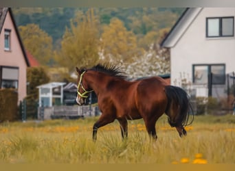 American Quarter Horse, Mare, 3 years