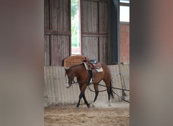 American Quarter Horse, Mare, 3 years