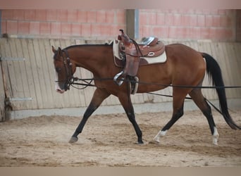 American Quarter Horse, Mare, 3 years