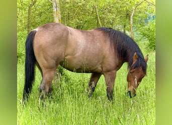 American Quarter Horse, Mare, 3 years, Roan-Bay