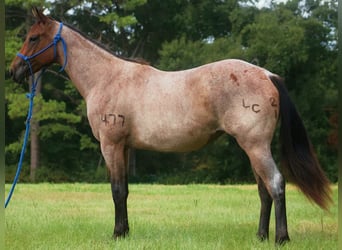 American Quarter Horse, Mare, 3 years, Roan-Bay