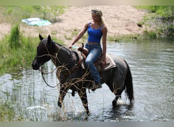 American Quarter Horse, Mare, 3 years, Roan-Blue