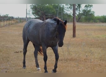 American Quarter Horse, Mare, 3 years, Roan-Blue