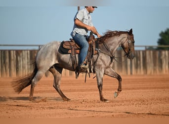 American Quarter Horse, Mare, 3 years, Roan-Red