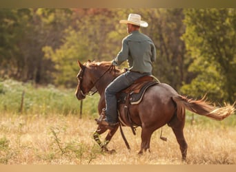 American Quarter Horse, Mare, 3 years, Roan-Red