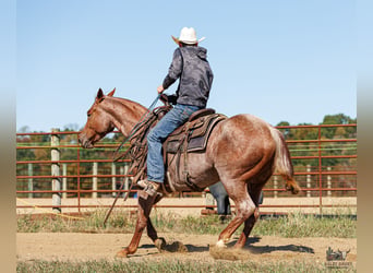 American Quarter Horse, Mare, 3 years, Roan-Red