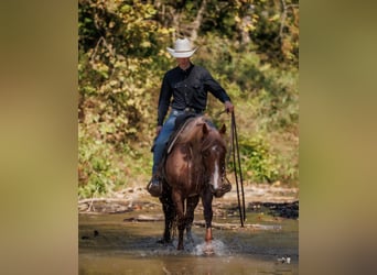 American Quarter Horse, Mare, 3 years, Roan-Red