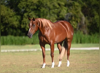 American Quarter Horse, Mare, 3 years, Sorrel