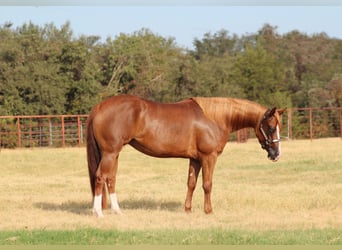 American Quarter Horse, Mare, 3 years, Sorrel