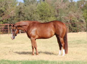 American Quarter Horse, Mare, 3 years, Sorrel