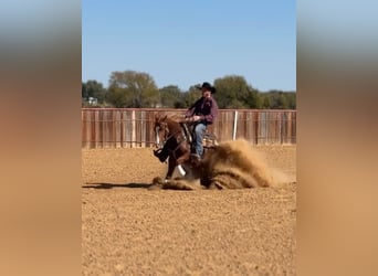 American Quarter Horse, Mare, 3 years, Sorrel