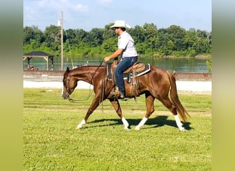 American Quarter Horse, Mare, 3 years, Sorrel