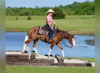 American Quarter Horse, Mare, 3 years, Sorrel