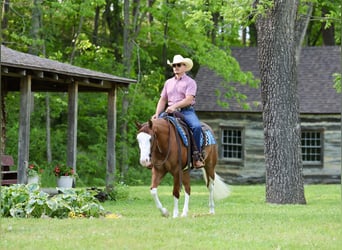 American Quarter Horse, Mare, 3 years, Sorrel